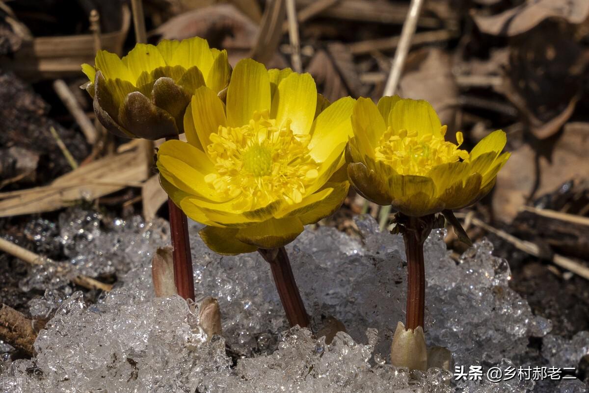 冰凌花收购价格（冰凌花开在什么地方）