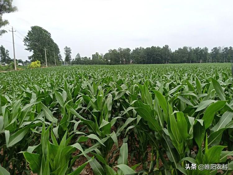 多肽尿素和普通尿素哪个好（多元素缓释肥适合什么花）