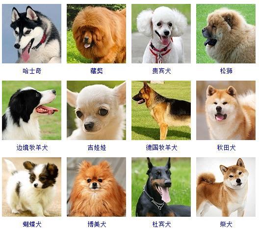 宠物狗的品种及价格图片大全（宠物狗小型犬的品种大全图片）