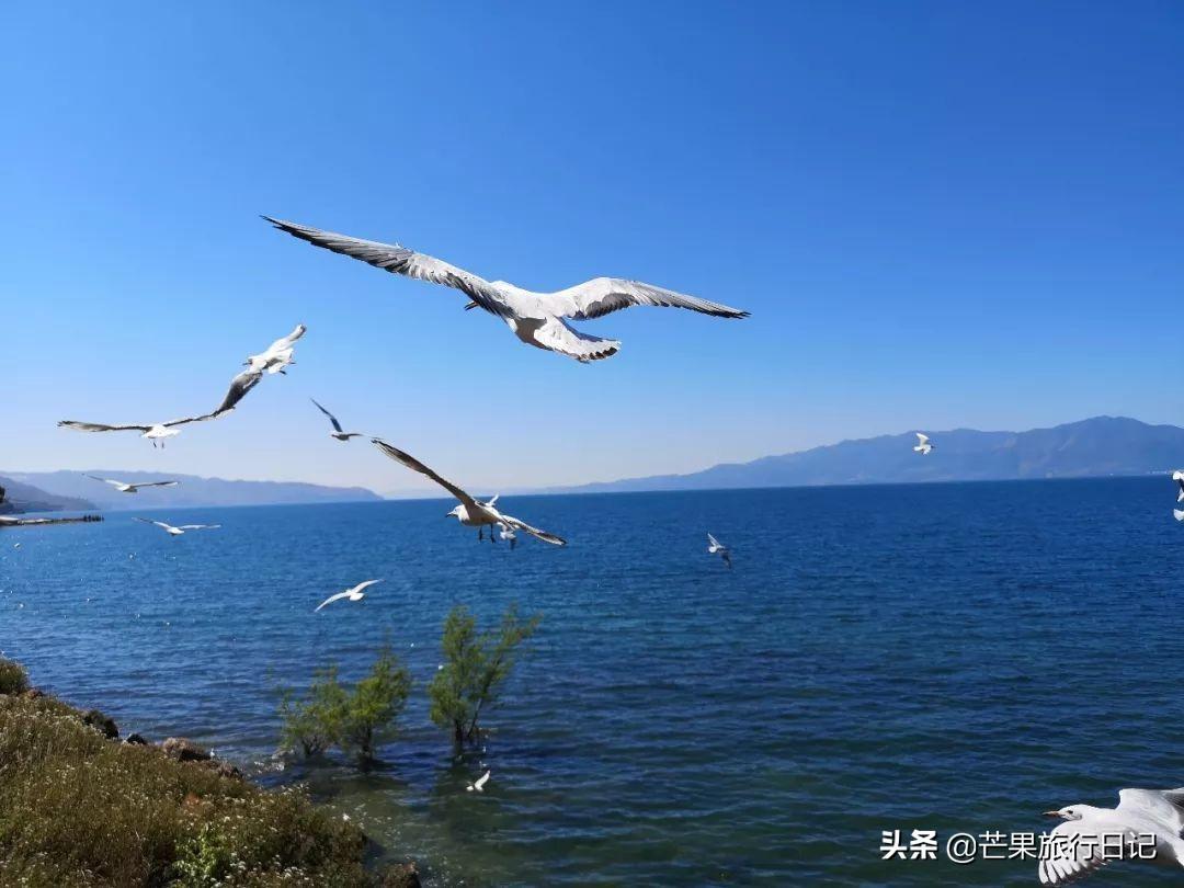 抚仙湖旅游住哪个区域比较好(抚仙湖旅游路线攻略)