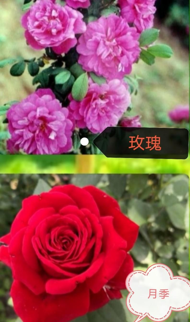 怎样区分玫瑰和月季花图片(玫瑰花和月季花分辨方法)