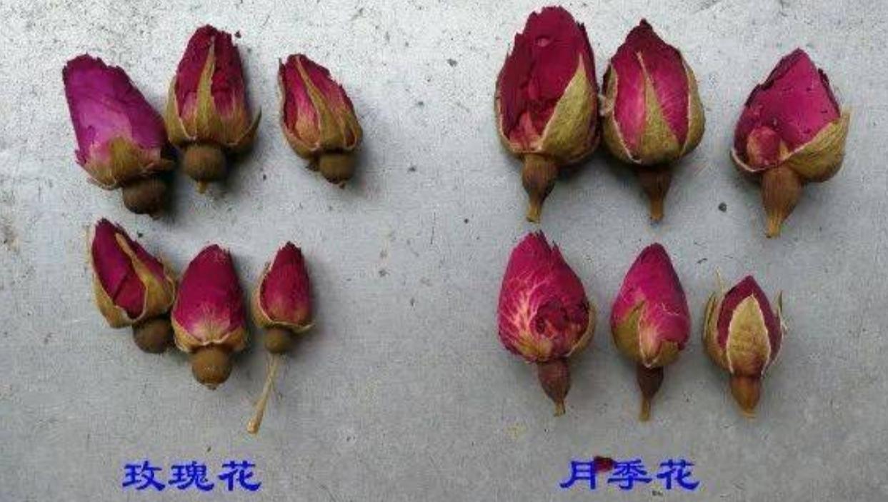 怎样区分玫瑰和月季花图片(玫瑰花和月季花分辨方法)