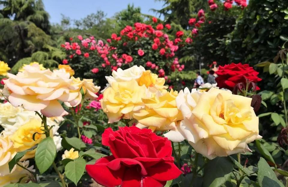 怎样区分玫瑰和月季花图片(玫瑰花和月季花分辨方法)