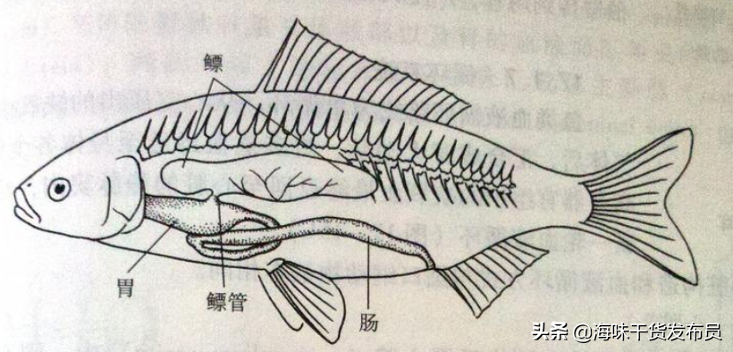 鱼鳔的作用是什么对鱼（关于鱼鳔的用途和价值解析）