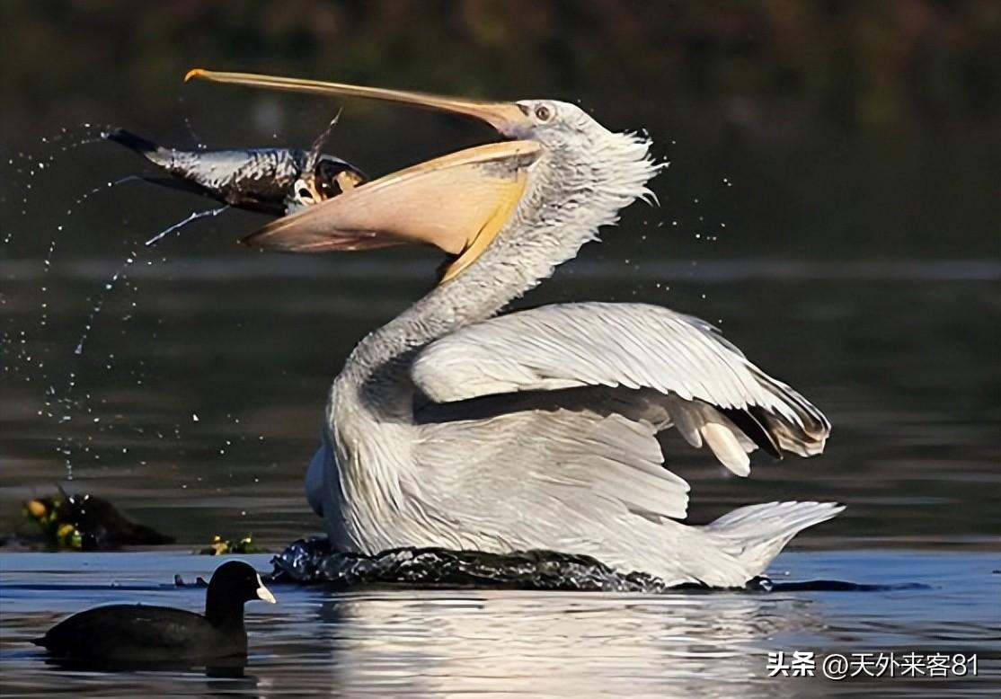 鹈鹕念什么（动物卷羽鹈鹕读音及图片）