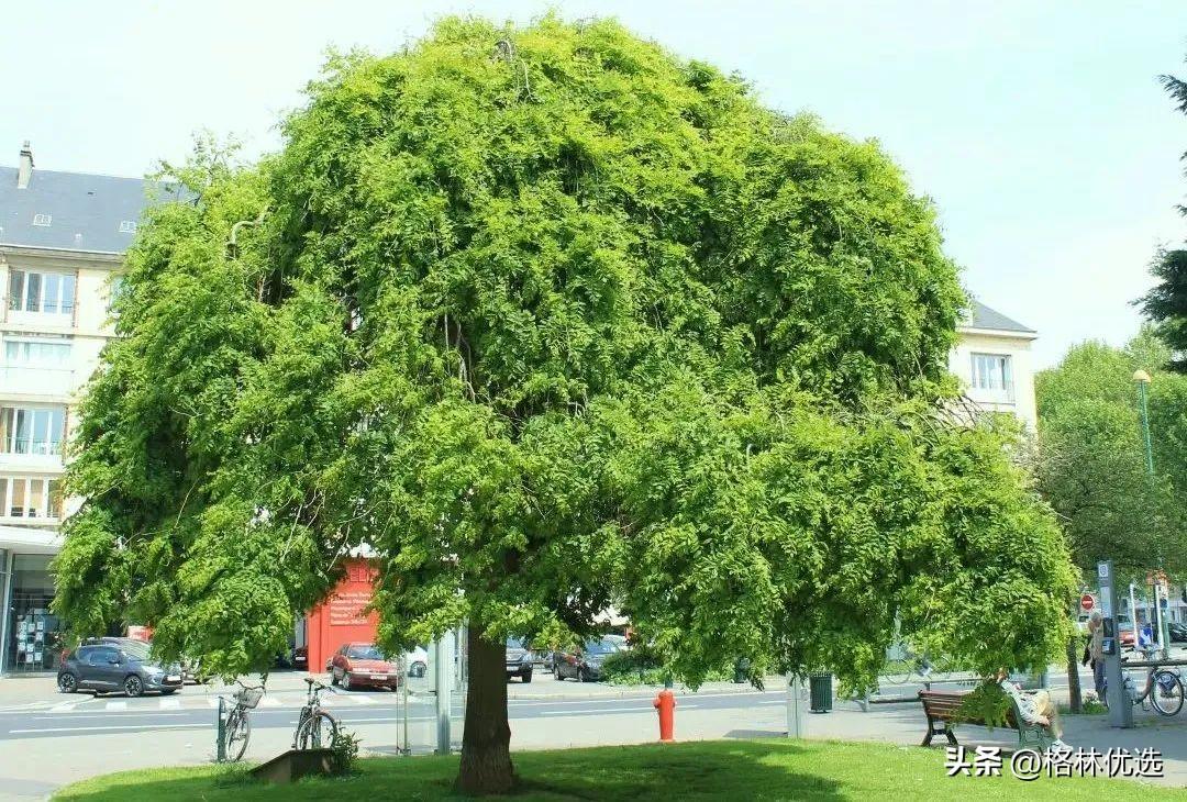 树木名称大全500种（常见树木图片介绍）