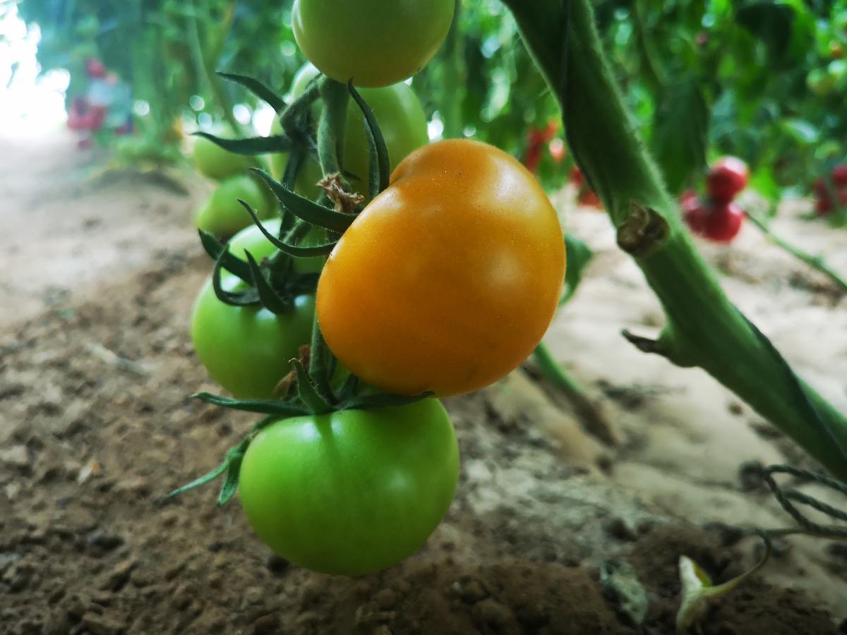 如何种植番茄挂果高产（种出高产番茄的秘诀）