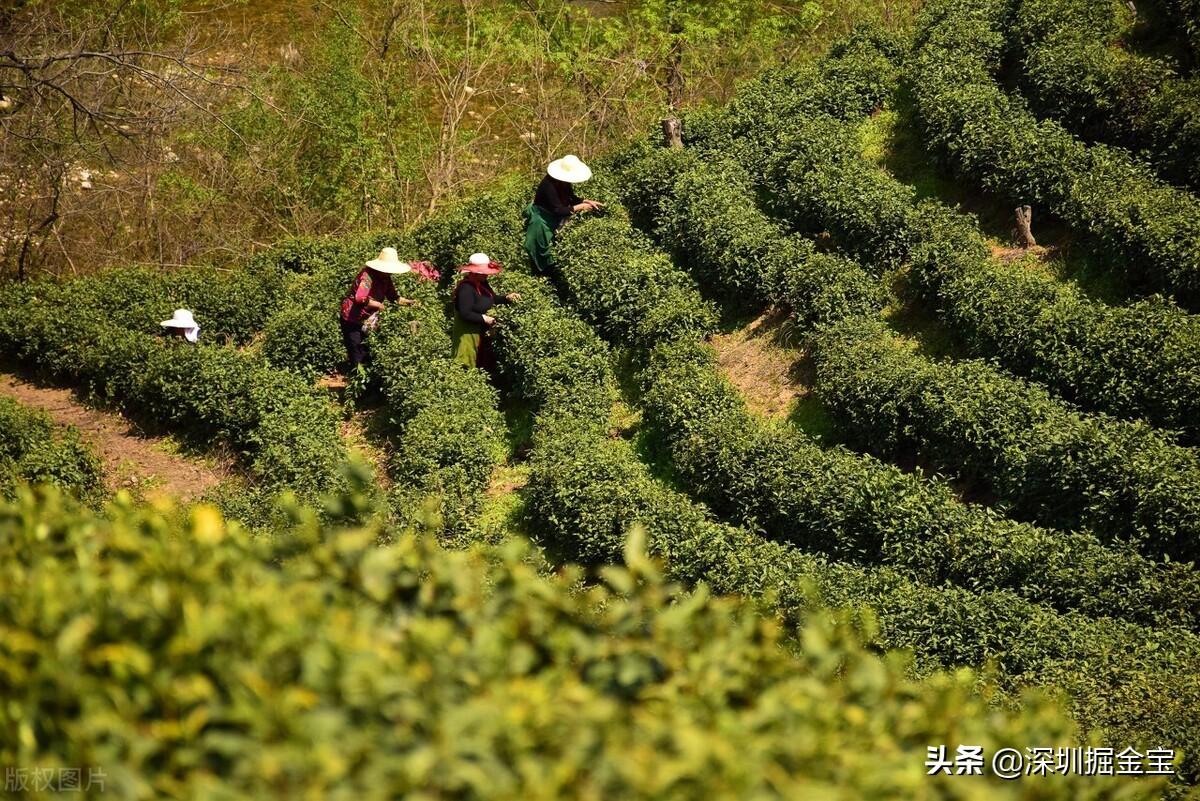 毛尖的好处功效与作用（信阳毛尖的功效）