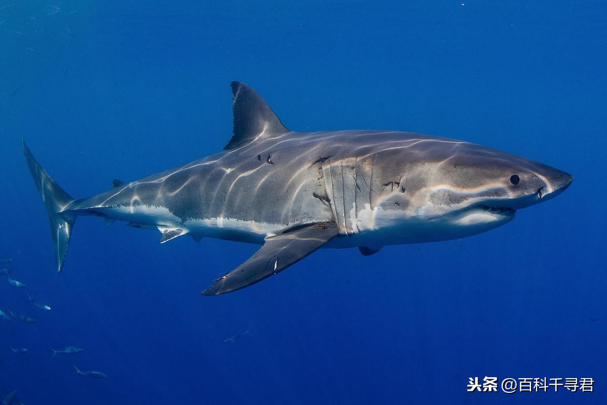 开口鲨是几级保护动物（滤食性鲨鱼巨口鲨）