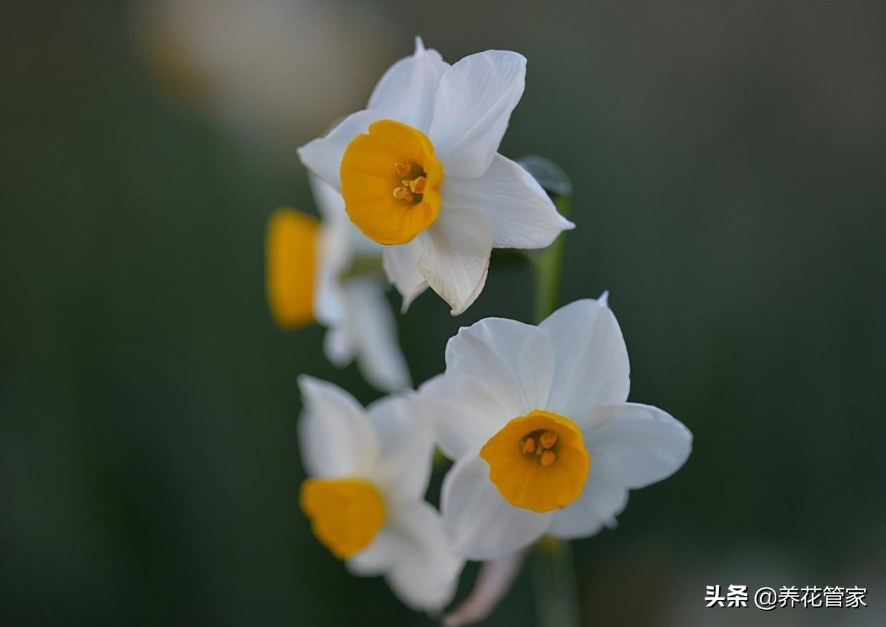 水仙花的花语和寓意（盘点五种水仙花花语）